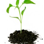 Organic SEO Organic SEO